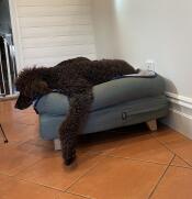 Un grande cane nero sdraiato nel suo grande letto a bolster verde