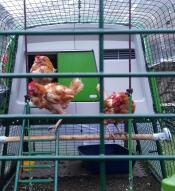 Tre galline felici di essere state salvate approvano la loro nuova casa.