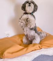 Cane su due gambe su Topology letto per cani con topper bean bag