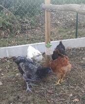Quattro galline di colore diverso che mangiano da un giocattolo da beccare