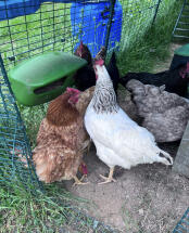 L'uomoGeoira delle nostre galline