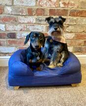 Due piccoli cani su un letto blu con piedi di legno