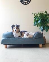 Un cane e un gatto che condividono un grande letto a baldacchino