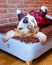 Un cane felice con il suo letto e il suo topper in microfibra marrone