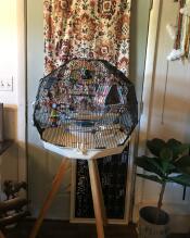 Una gabbia per uccelli Omlet Geo in piedi in casa di qualcuno
