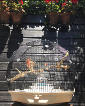 Una gabbia per uccelli Geo fuori in un giardino.