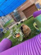 Cleo si Gode la sua mangiatoia! 