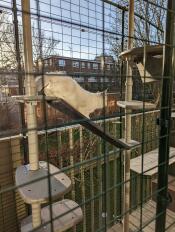 Un gattino che gioca sul suo albero di gatto all'aperto all'interno di un catio