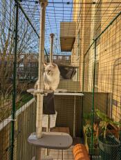 Un gatto che si Gode il sole dal suo albero di gatto all'aperto