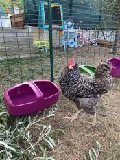 Un pollo che beve da un bevitore di pollo Omlet.