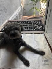 Cane sdraiato su Omlet tappetino di raffreddamento per cani