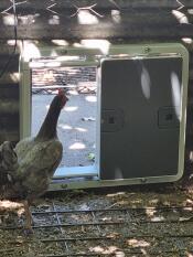 Un bantam che controlla la nuova porta.