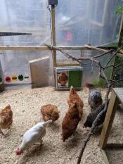 Alcuni polli fuori dal loro pollaio con la porta automatica del pollaio