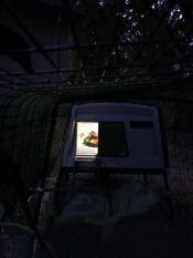 Pollo all'interno di un Cube coop con una luce accesa di notte