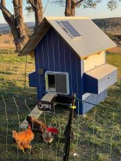 Una porta automatica grigia per coop montata su una coop di legno blu