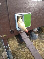 Pollo che esce dal pollaio di legno con Omlet porta automatica del pollaio verde