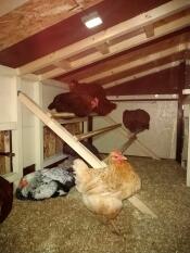 Polli dentro coop