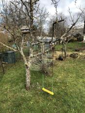 Un'altalena per polli appesa a un albero in un giardino