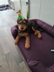 Un cane sdraiato su una cuccia viola