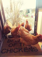 Le galline del sud