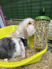 Due conigli che mangiano un po' di fieno dal loro contenitore