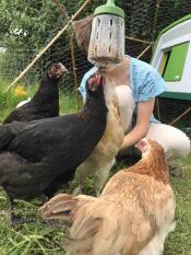 Una pignatta di gallina!