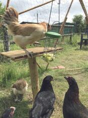 Sfida divertente per le galline!