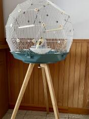 Pappagallino uccello Geo gabbia su un supporto con una base blu all'interno di una casa