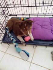 Un cucciolo nella sua cassa