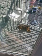 Un recinto da balcone per gatti con un gatto dentro al sole