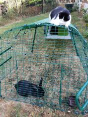 Un gatto in cima a un'estensione Eglu Go che guarda alcuni conigli