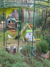 Eglu Cube grande pollaio e Eglu Go pollaio all'interno di Omlet walk in chicken run