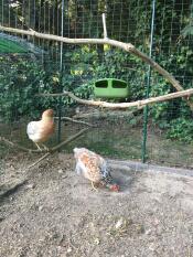 Polli in Omlet walk in chicken run