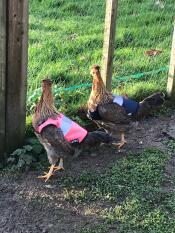 Darcy e pip con le loro nuove giacche Omlet!