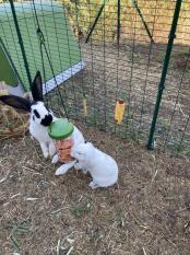 Verde Eglu conigliera e corsa con i conigli che mangiano dolcetti da Caddi porta dolcetti