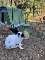 Conigli che mangiano lattuga da un supporto Caddi treat in un walk in run
