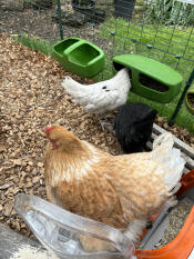 Judy, alice ed evie si Godono la corsa su Omlet