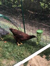 Gallina che mangia verdure da un giocattolo da beccare