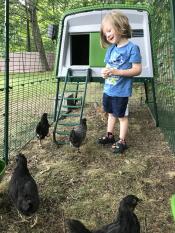 Solo un ragazzo e le sue galline 