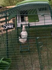 Omlet verde Eglu Cube grande pollaio e corsa