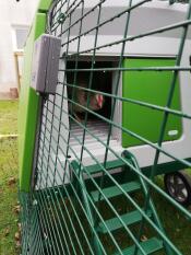 Pollo che esce da Omlet verde Eglu Cube grande pollaio e corsa