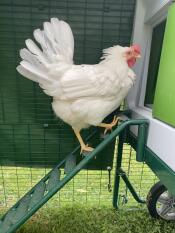 Una gallina che sale le scale del suo pollaio