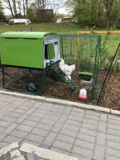Omlet verde Eglu Cube grande pollaio e corsa