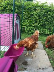 Eglu Go attaccato alla passeggiata nel percorso dei polli