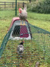 Una gallina che si Gode la vista dal tetto del suo recinto