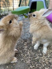 Due conigli Discoche si avvicinano al loro porta-merci