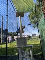 Un gattino grigio che gioca su un albero per gatti, nel suo recinto sul balcone