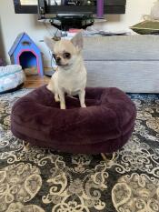 Un chihuahua seduto sul suo letto viola a forma di ciambella