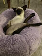 Siamese, se non vi dispiace! 