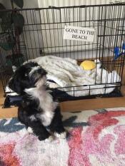 Adoro tornare al mio Fido Classic den!